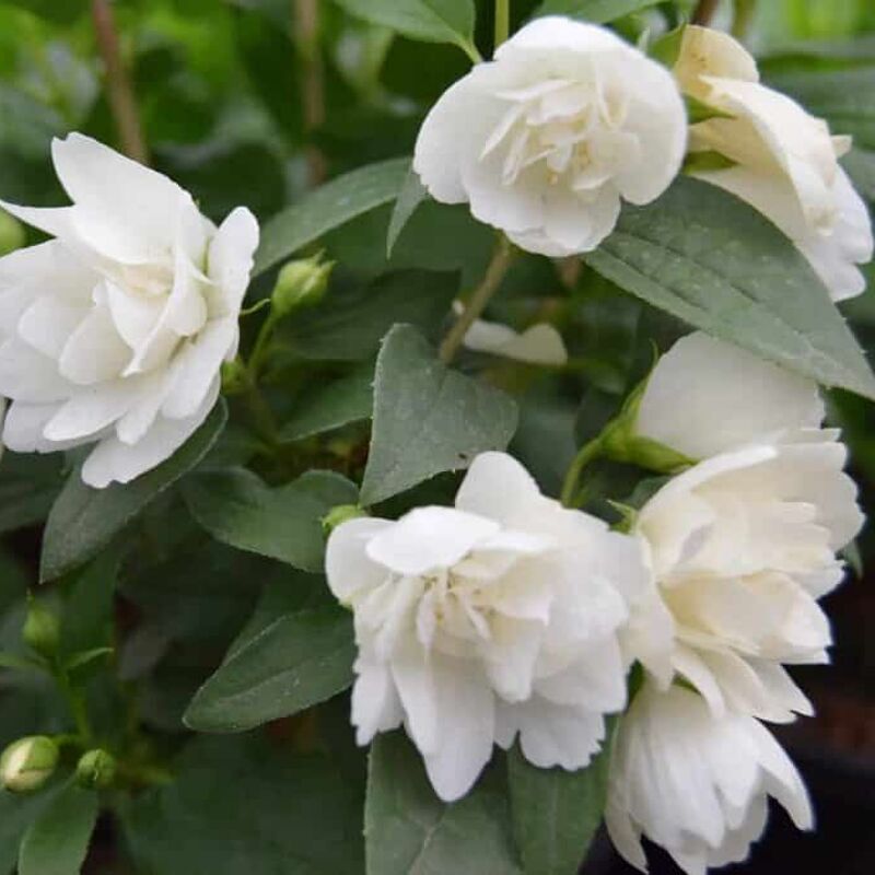 Philadelphus 'Manteau d'Hermine' (d) 20-30 cm